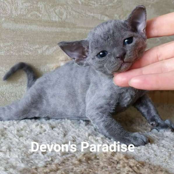 Devon Rex