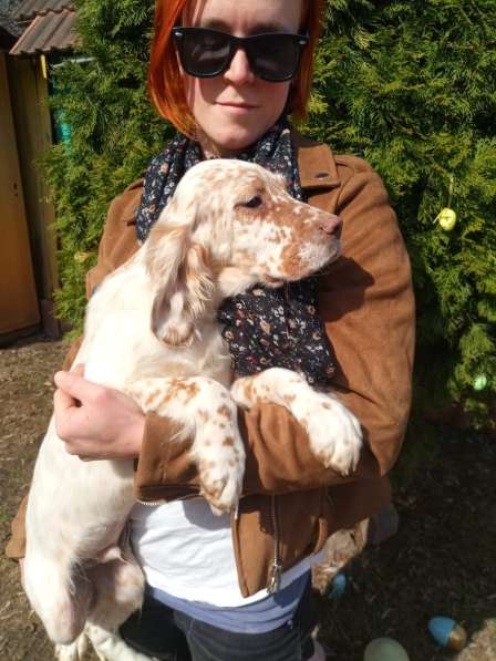 Английский сеттер щенки из элитного питомника в Москве фото 45