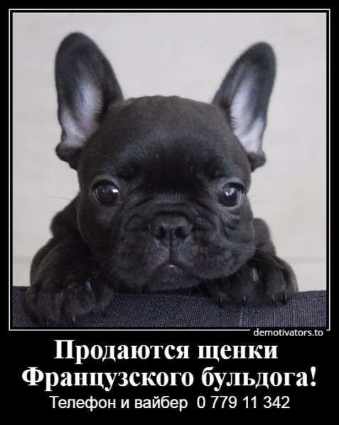 Очаровательные щеночки французского бульдога в фото 26
