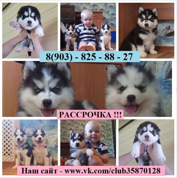 Щеночки хаски разных окрасов