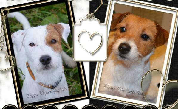 Красивые, породные щенки