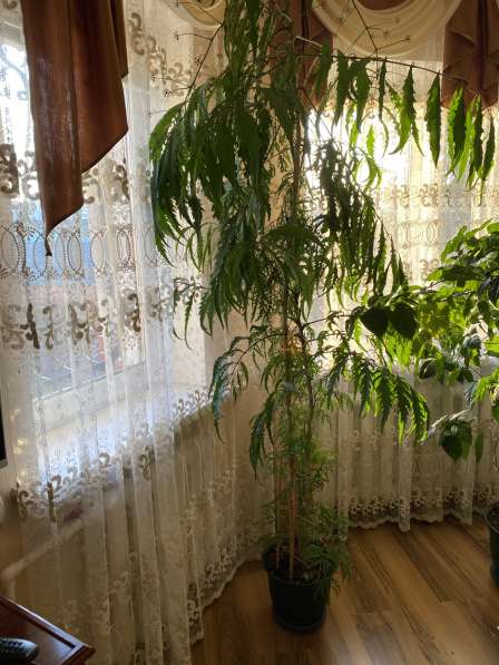 Комнатные растения в Новосибирске фото 4