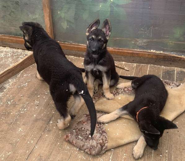 Щенки ВЕО с документами в Санкт-Петербурге фото 24