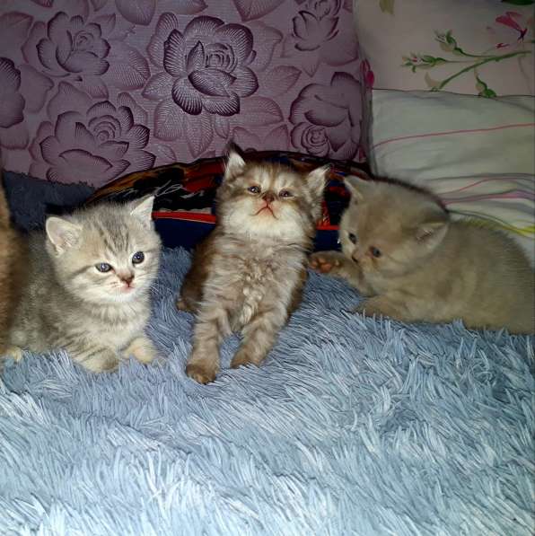 Котятки в Челябинске фото 4