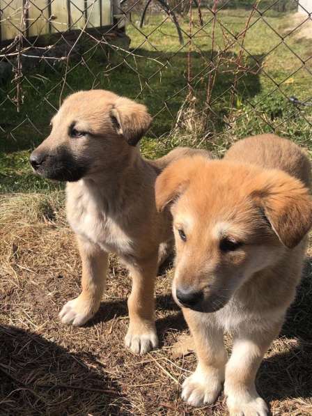 Щенки срочно ищут дом в Москве фото 3