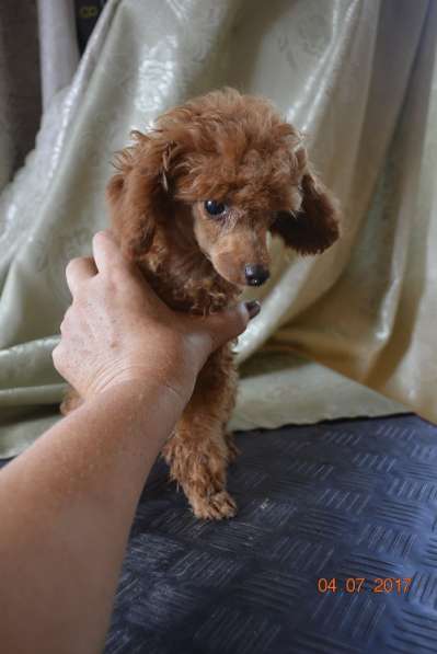 Той пудель абрикосового окраса в Славянске-на-Кубани фото 14