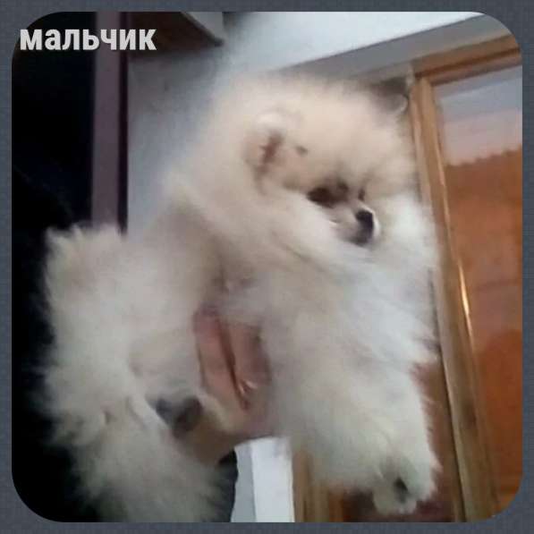 Шпиц щенки разного окраса и возраста в Москве