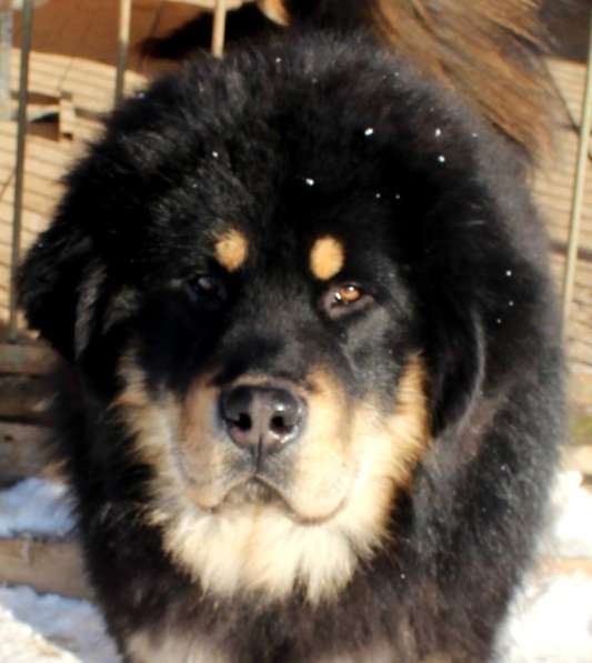 Тибетский мастиф - лучший страж на территории в Москве фото 114