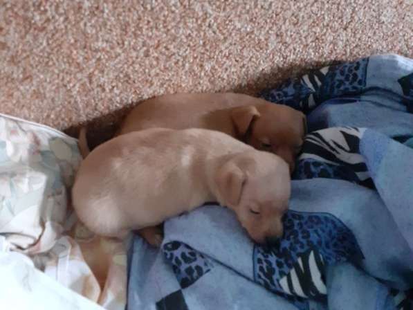 Той терьер щенки в Москве фото 8