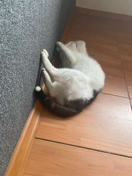 Кот Тимофей ищет новый дом СПб в Санкт-Петербурге фото 3