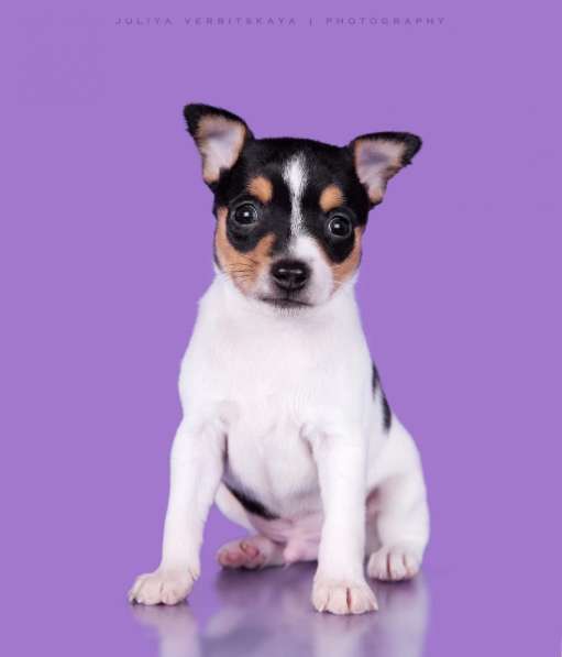 Американский тойфокс терьер