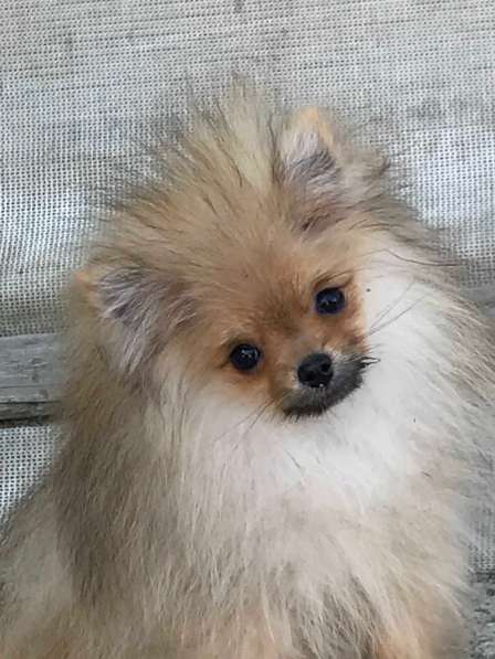 Щенки померанского шпица от Ирлайн-дог в фото 11