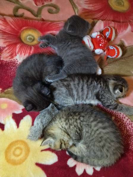 Котята в Туле фото 11