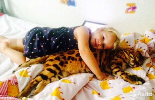 Продажа бенгальских котят в Москве фото 6