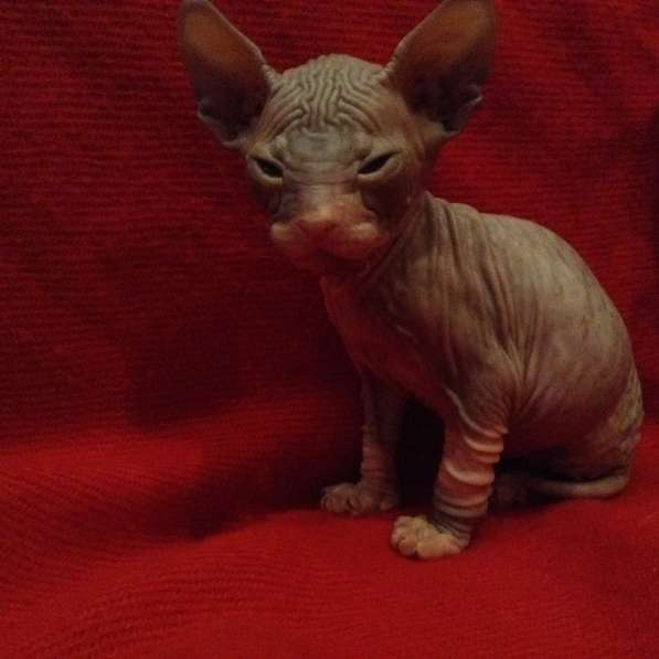 Донские котята в Туле фото 15