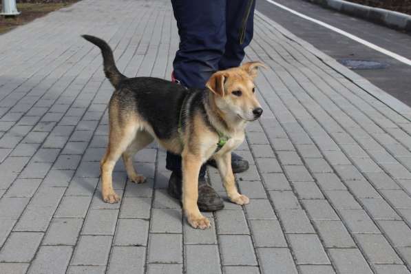 Умный и ласковый щенок, 5 месяцев в Санкт-Петербурге