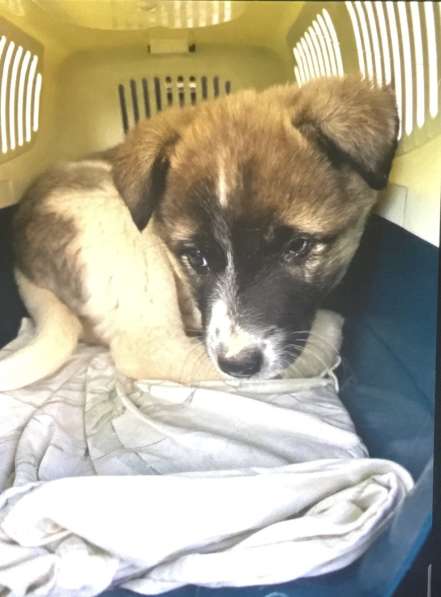 Маленькая Мотя ищет дом в Домодедове фото 4