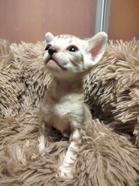 Котята породы Корниш-рекс редких окрасов в Астрахани фото 3