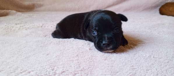 Щенки стаффи в Санкт-Петербурге фото 5