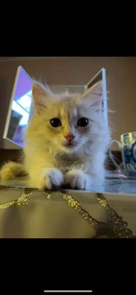 Котенок мальчик