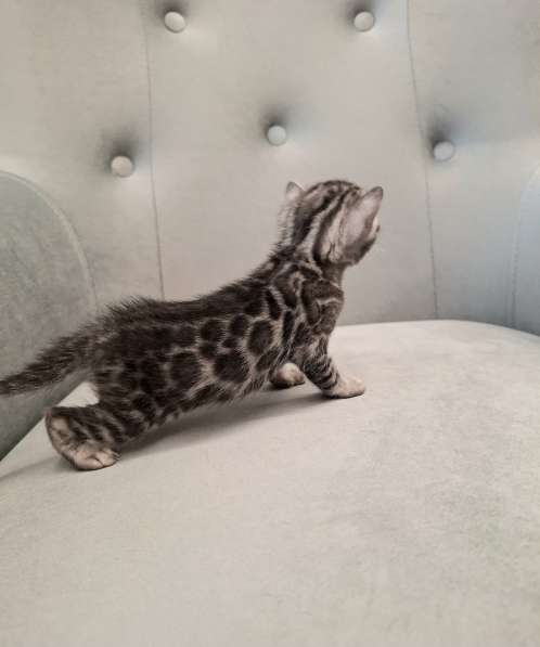 Бенгальские котята в Москве