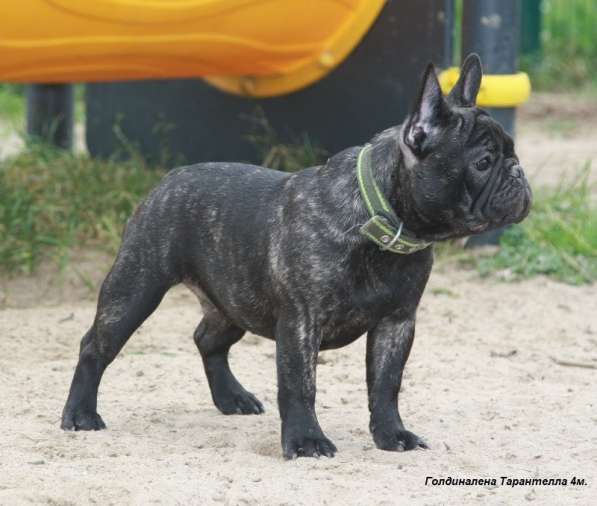 Французский бульдог подрощенные тигровые девочки