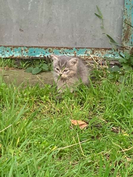 Котёнок полтара месяца мальчик