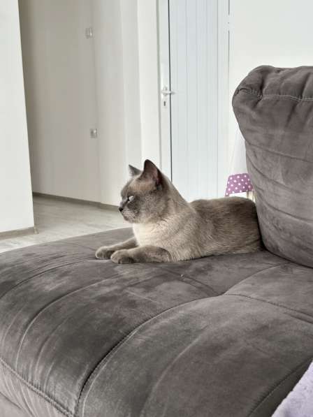 Кошка для случки