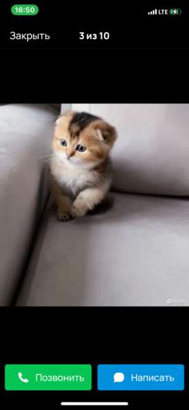 Кошки на продаже в Грозном фото 9