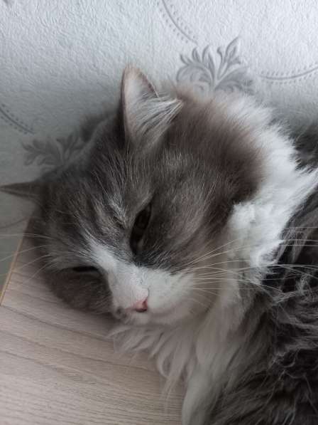 Кот сибиряк,4 года в Новосибирске фото 35