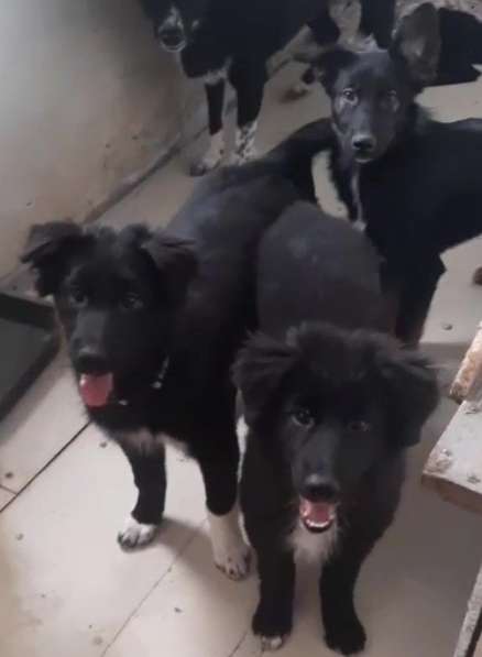 Ищем дом щенкам метисам в Химках фото 3