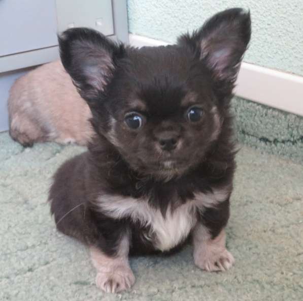 Чихуахуа шоу мальчик в Санкт-Петербурге фото 5