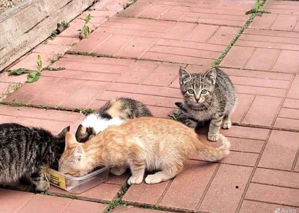 Шпротик в Санкт-Петербурге