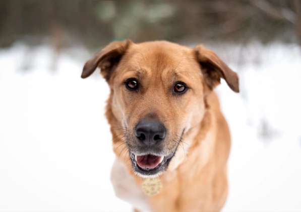 Тома. Сильная девочка палевого окраса в Москве фото 5
