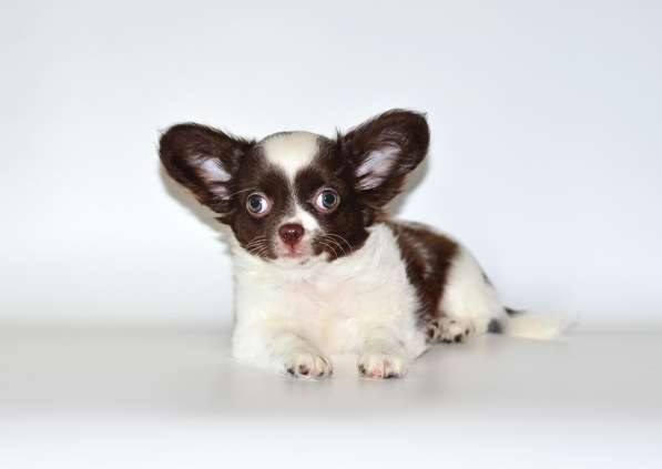 Мальчики чихуахуа в Москве фото 3