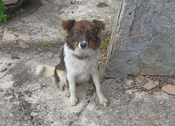 Маленькая идеальная собачка в Санкт-Петербурге фото 13