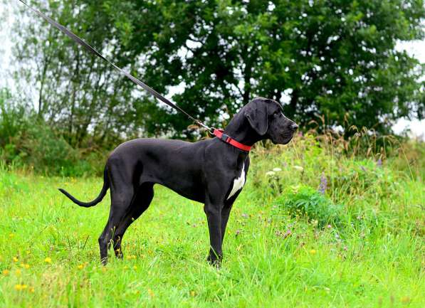 Щенки немецкого дога в Москве
