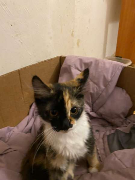 Отдам котенка в добрые руки, девочку