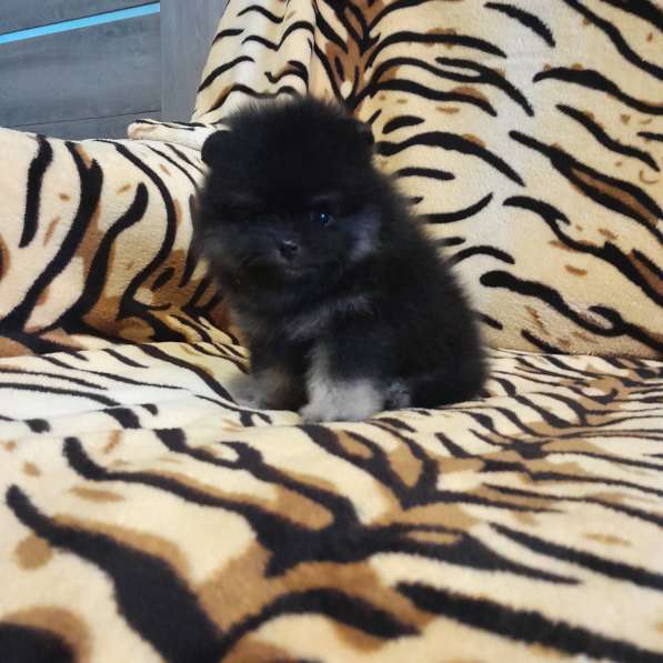 Pomeranian spitz. Black tan boy в фото 4