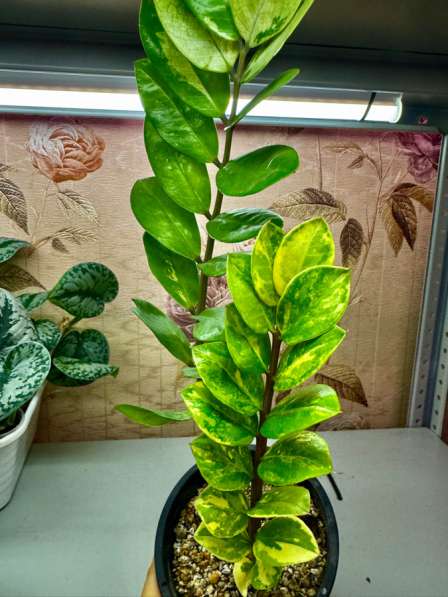 Продам замиокулькасы в Новокузнецке фото 4