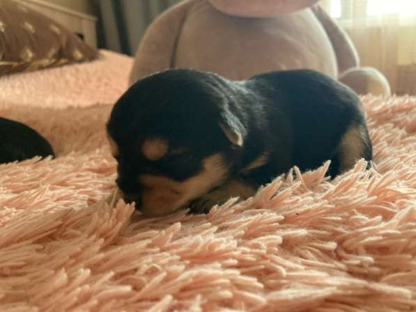 Щенята. Смесь чихуахуа и йоркширского терьера в Липецке фото 4