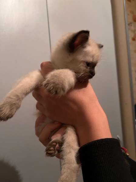 Котята в Воронеже