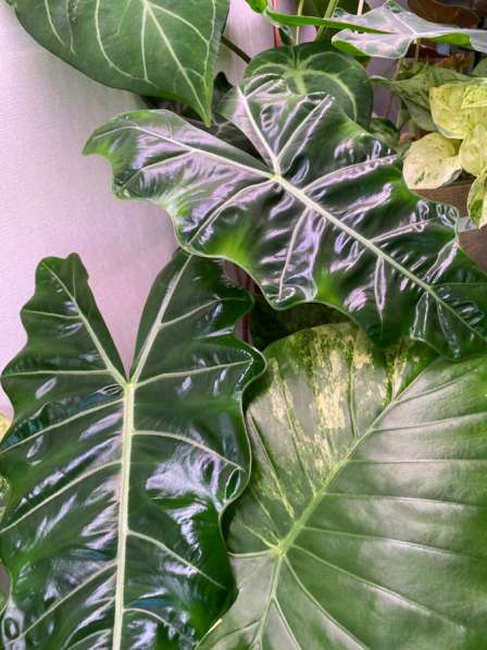 Алоказия Псевдосандериана в Азове