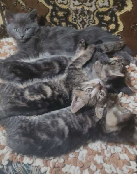 Котята даром в хорошие руки в фото 3