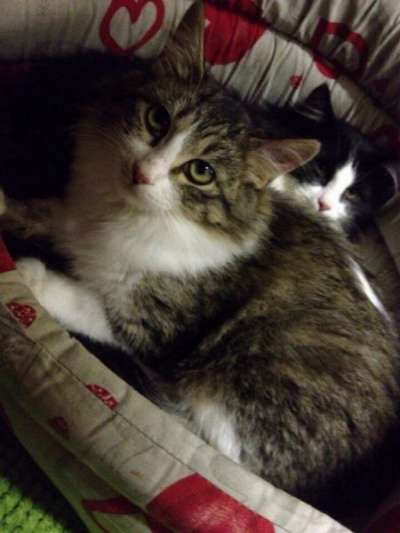 Отдам даром Обладательница пушистой шубки Люси в Санкт-Петербурге