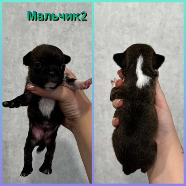 Французские бульдоги в Волжский фото 5