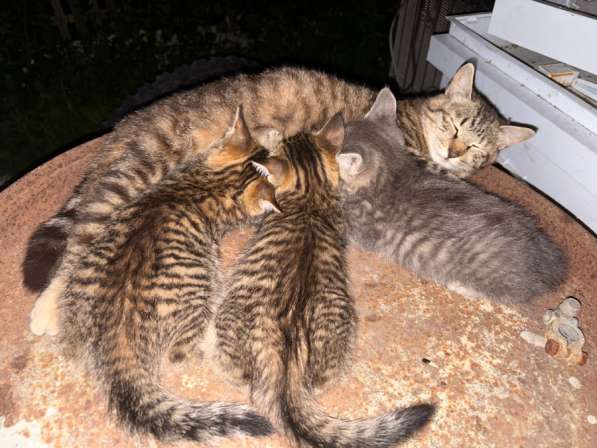 Котята
