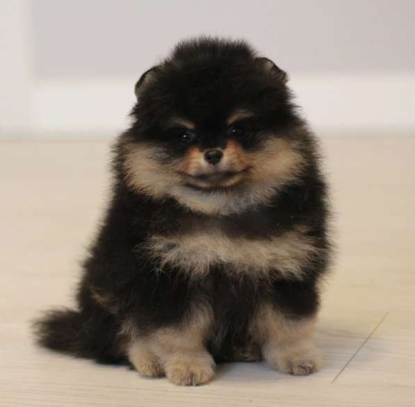 Pomeranski Mini Shpic Pomeranian Spitz Померанские Мини шпиц в фото 30