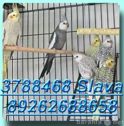 Волнистые попугаи, Неразлучники, Кореллы в Москве фото 3