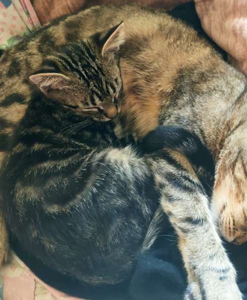 Котенок в добрые руки в фото 6